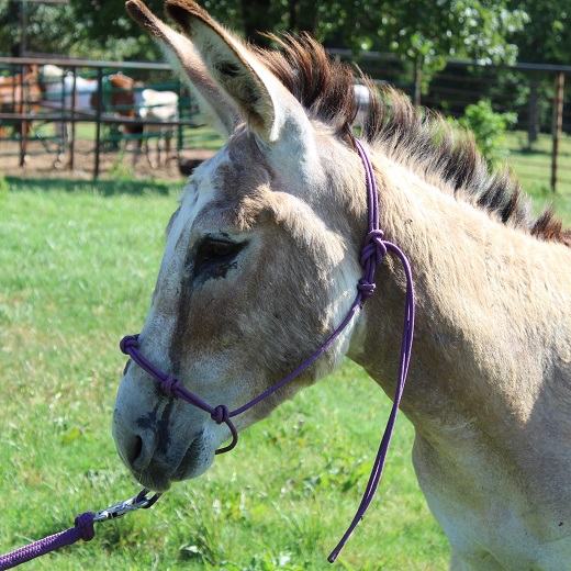 Wonky the Donkey